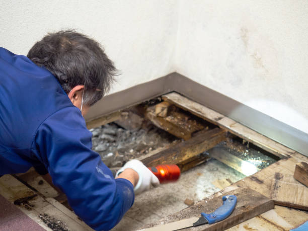 Best Attic Mold Remediation in Yulee, FL