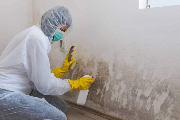 Best Black Mold Remediation in Yulee, FL
