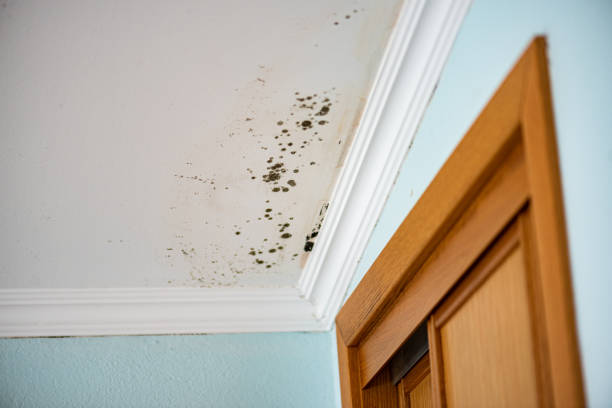 Best Kitchen Mold Remediation in Yulee, FL