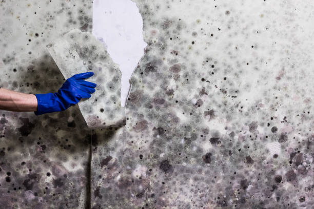 Best Residential Mold Remediation in Yulee, FL